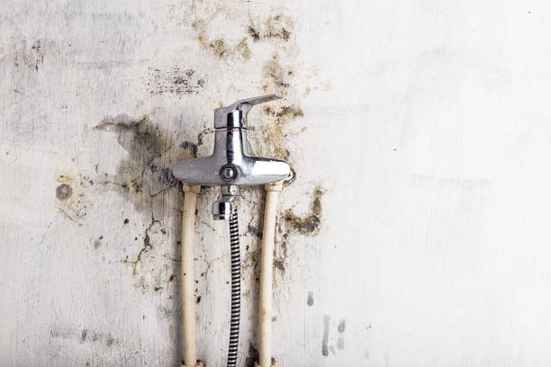 Best White Mold Remediation in Cumberland Hill, RI