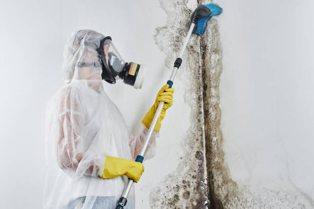 Best Post-Remediation Services in Cumberland Hill, RI