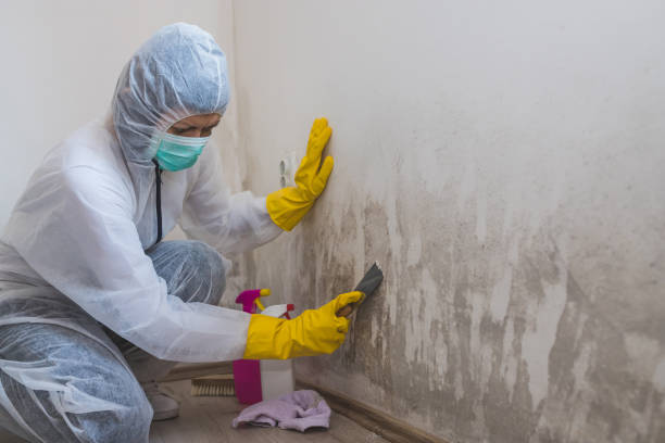 Best Commercial Mold Remediation in Cumberland Hill, RI