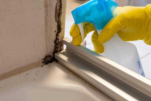 Best Insurance-Related Mold Remediation in Cumberland Hill, RI