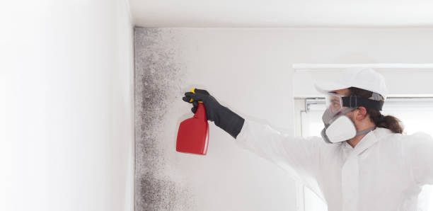 Best Health and Safety Mold Remediation in Cumberland Hill, RI