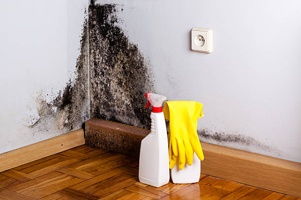 Best Crawl Space Mold Remediation in Cumberland Hill, RI