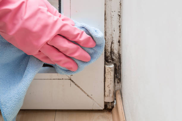 Reliable Cumberland Hill, RI Mold Remediation Solutions